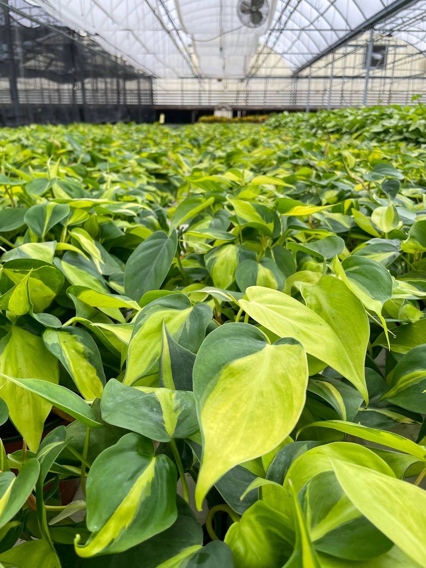 Brazil Philodendron - Live Plant: 3" Pot