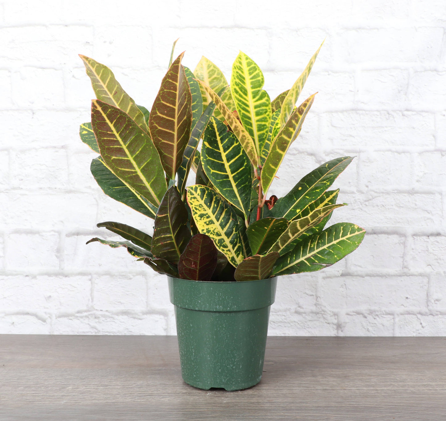 Petra Croton - Live Plant: 3" Pot