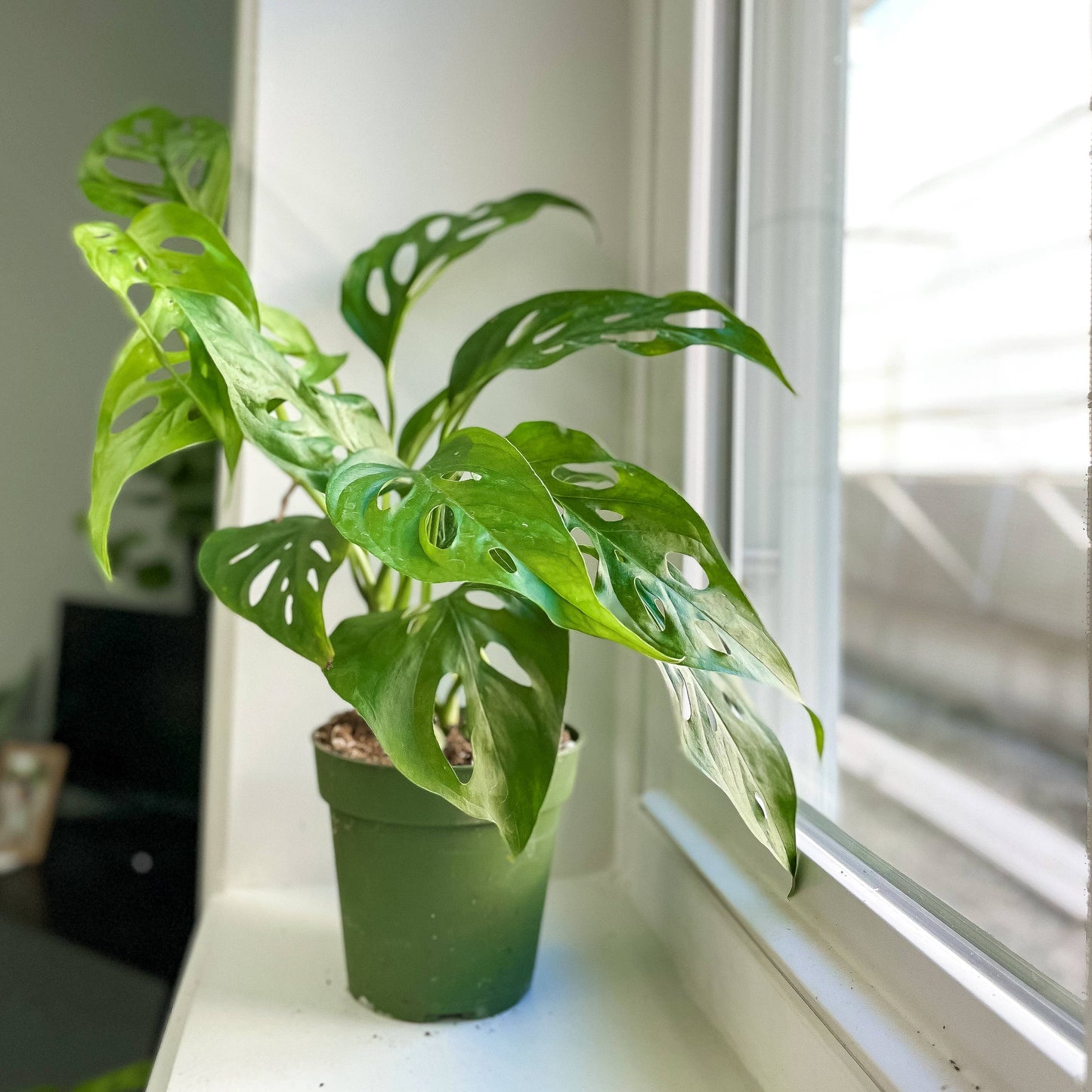 Swiss Cheese Plant, Monstera Adansonii - Live Plant: 4" Pot