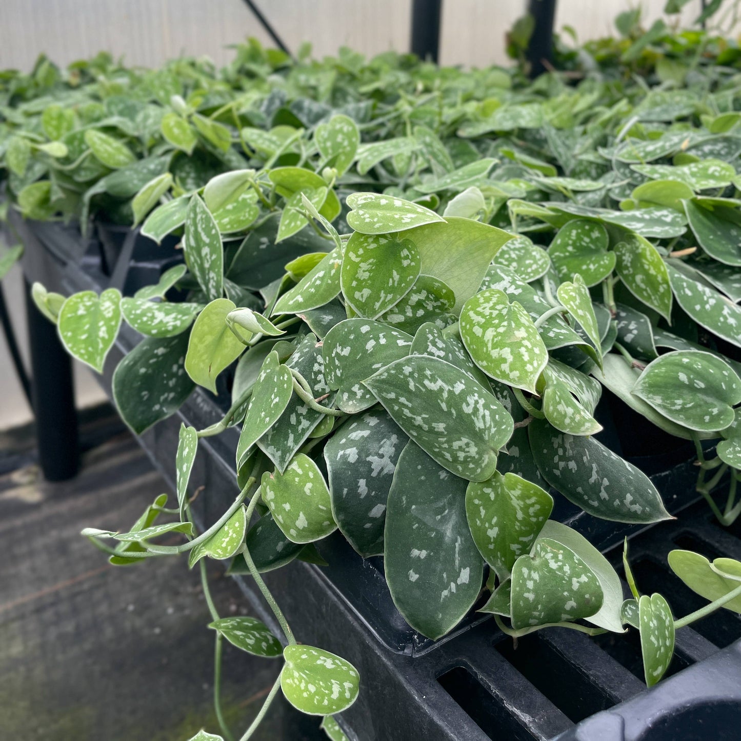 Satin Pothos, Scindapsus Pictus - Live Plant: 3" Pot