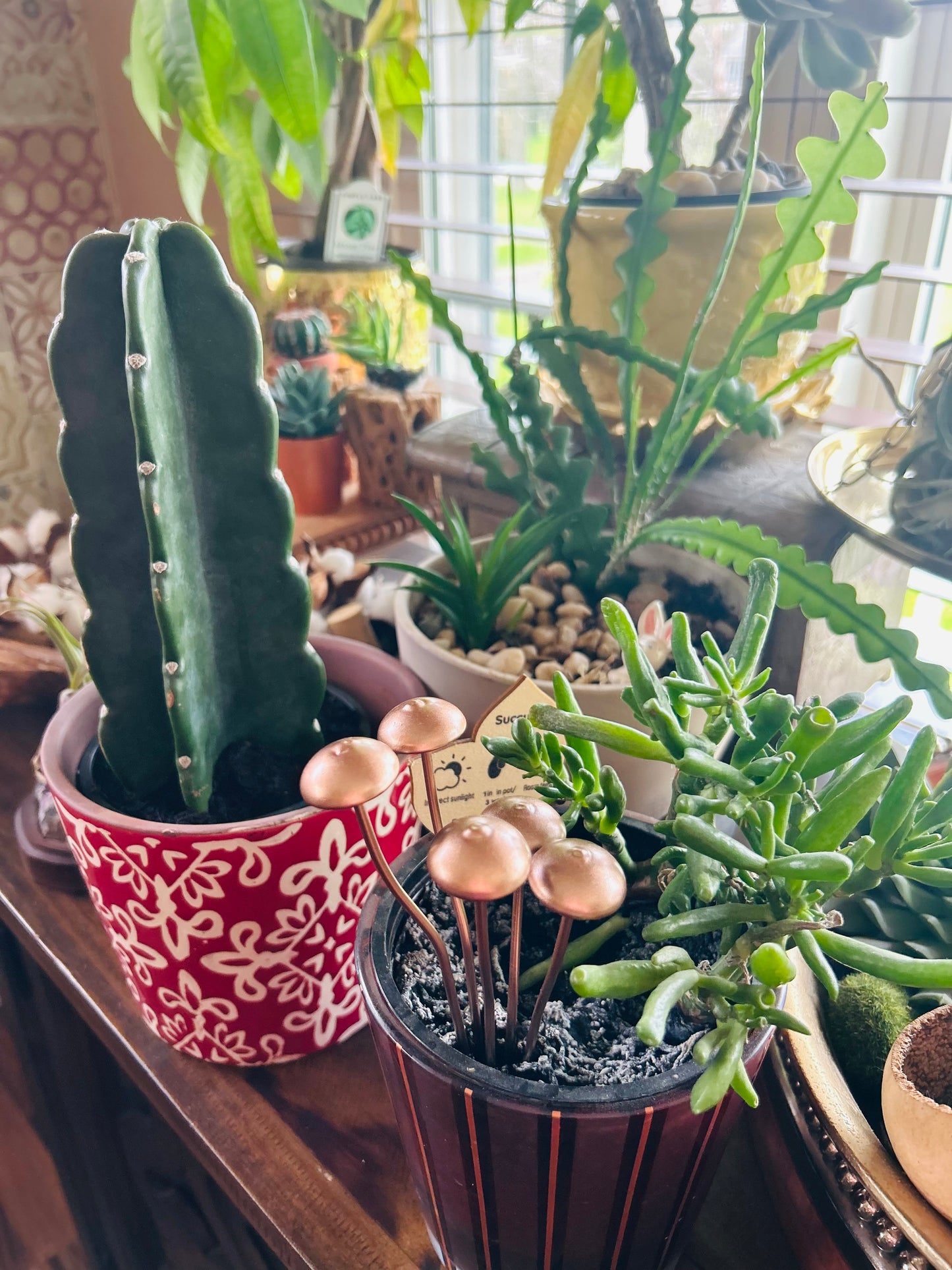No watering needed—just a fun little fungi to keep your plants company.