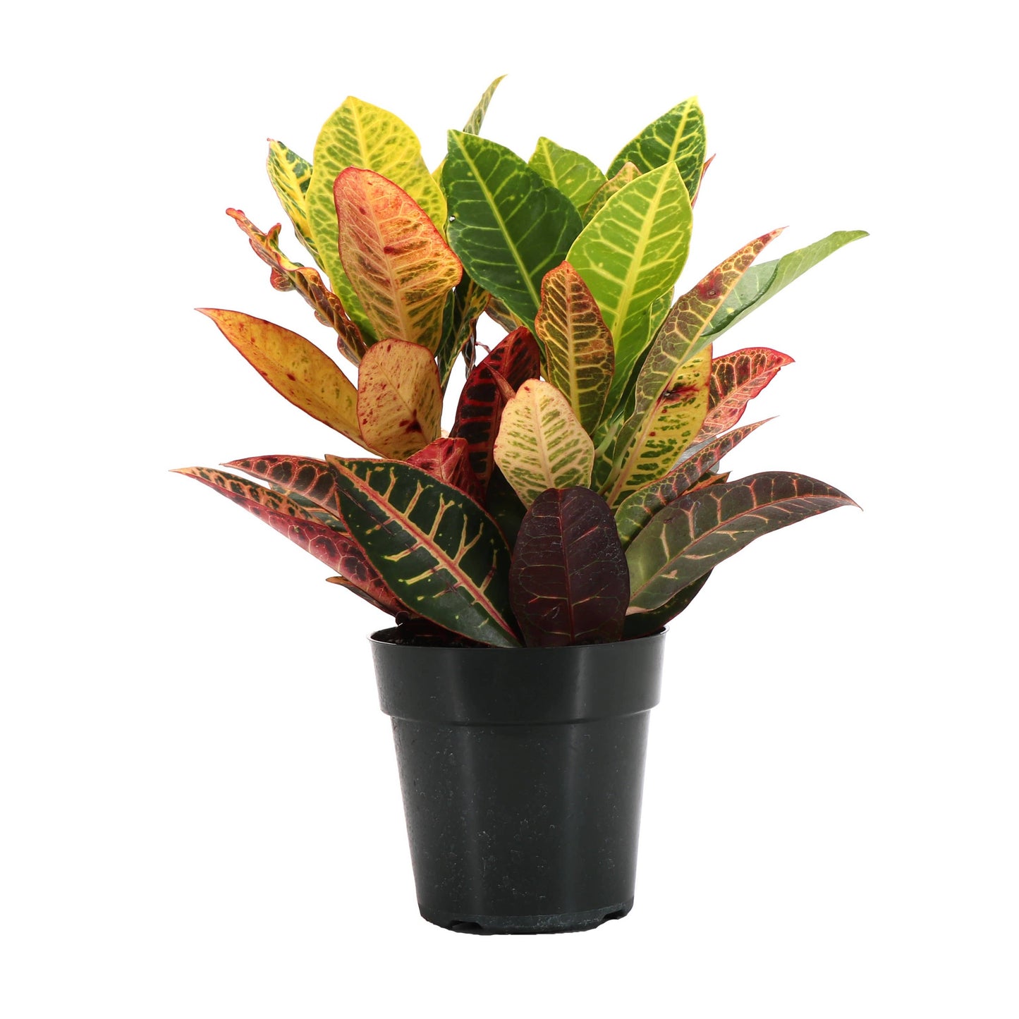 Petra Croton - Live Plant: 3" Pot