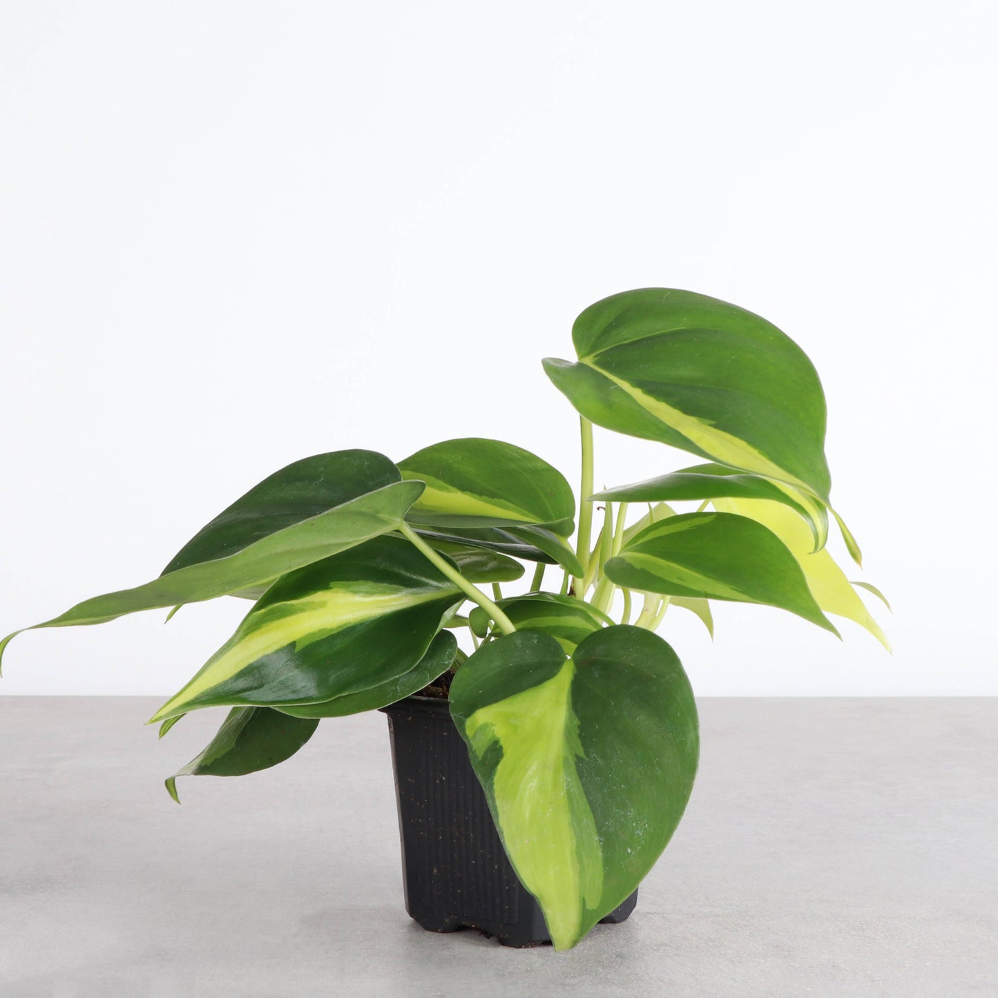Brazil Philodendron - Live Plant: 3" Pot
