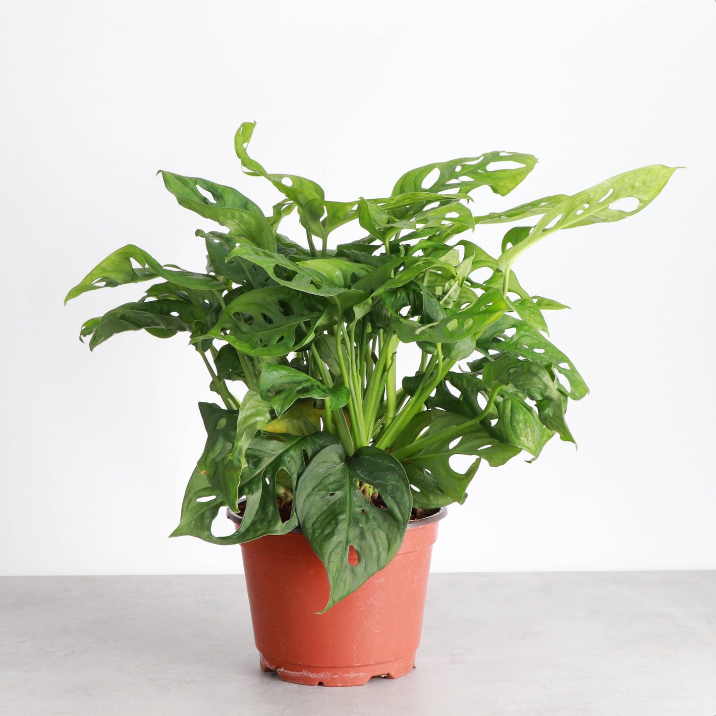 Swiss Cheese Plant, Monstera Adansonii - Live Plant: 4" Pot