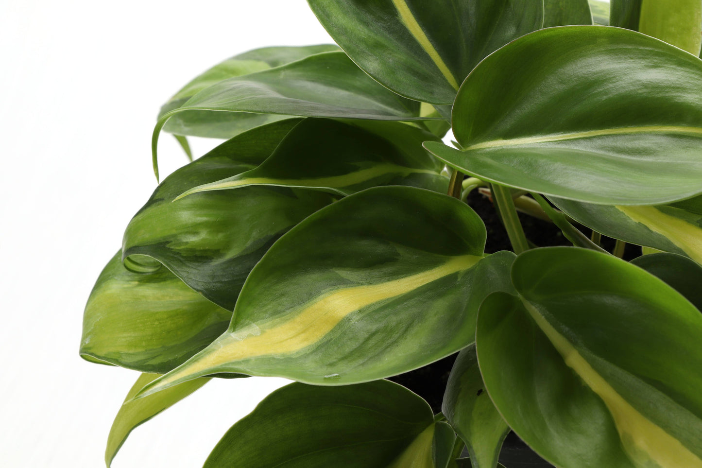 Brazil Philodendron - Live Plant: 3" Pot