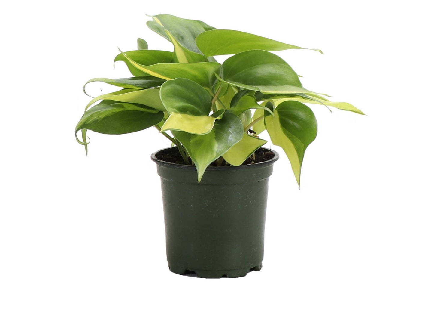 Brazil Philodendron - Live Plant: 3" Pot