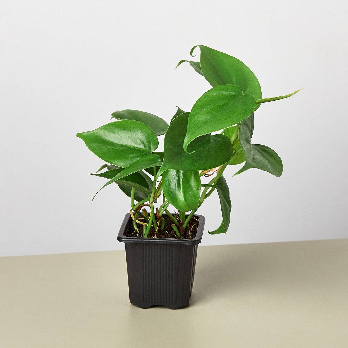PHILODENDRON CORDATUM 3-inch