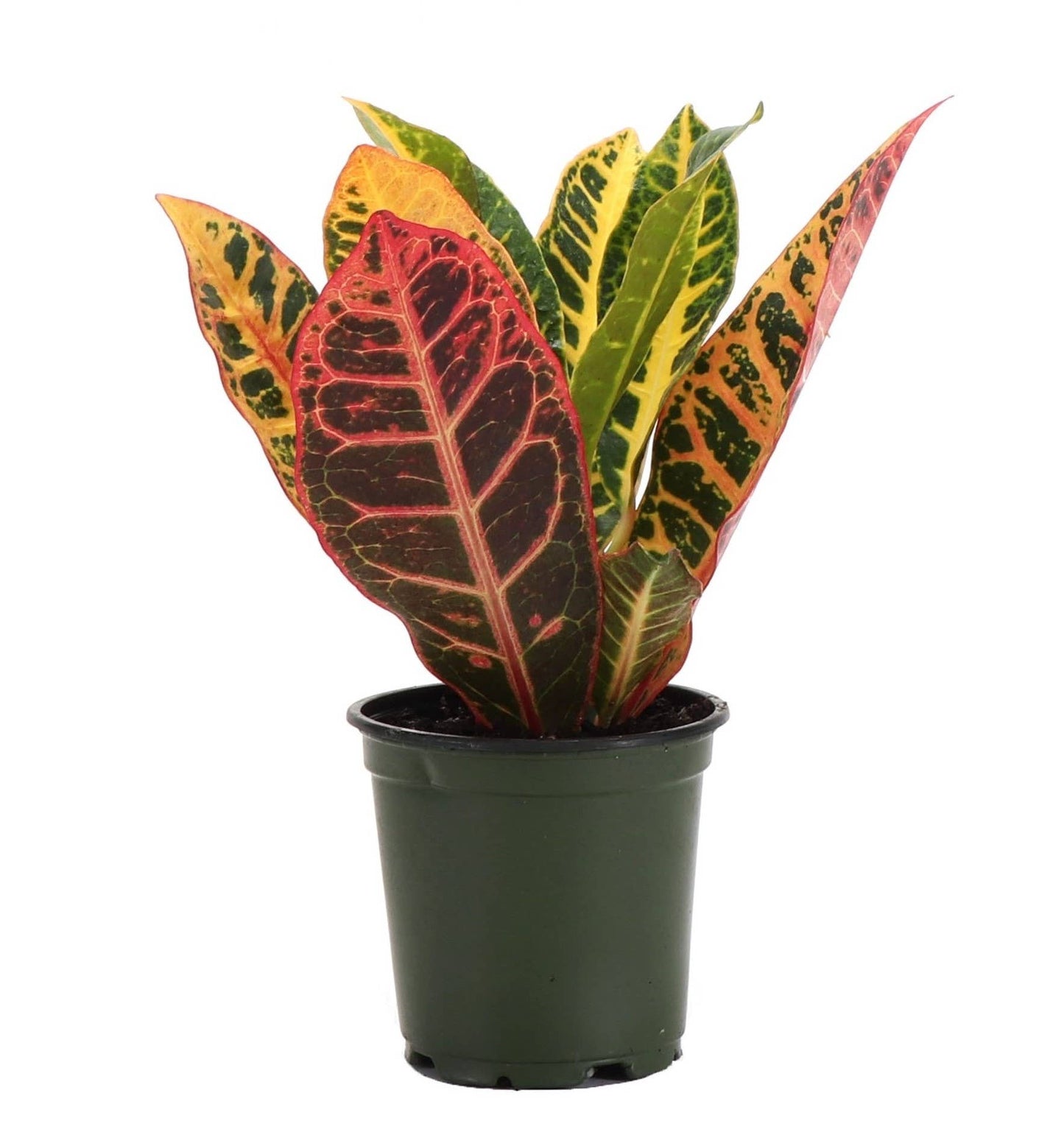 Petra Croton - Live Plant: 3" Pot