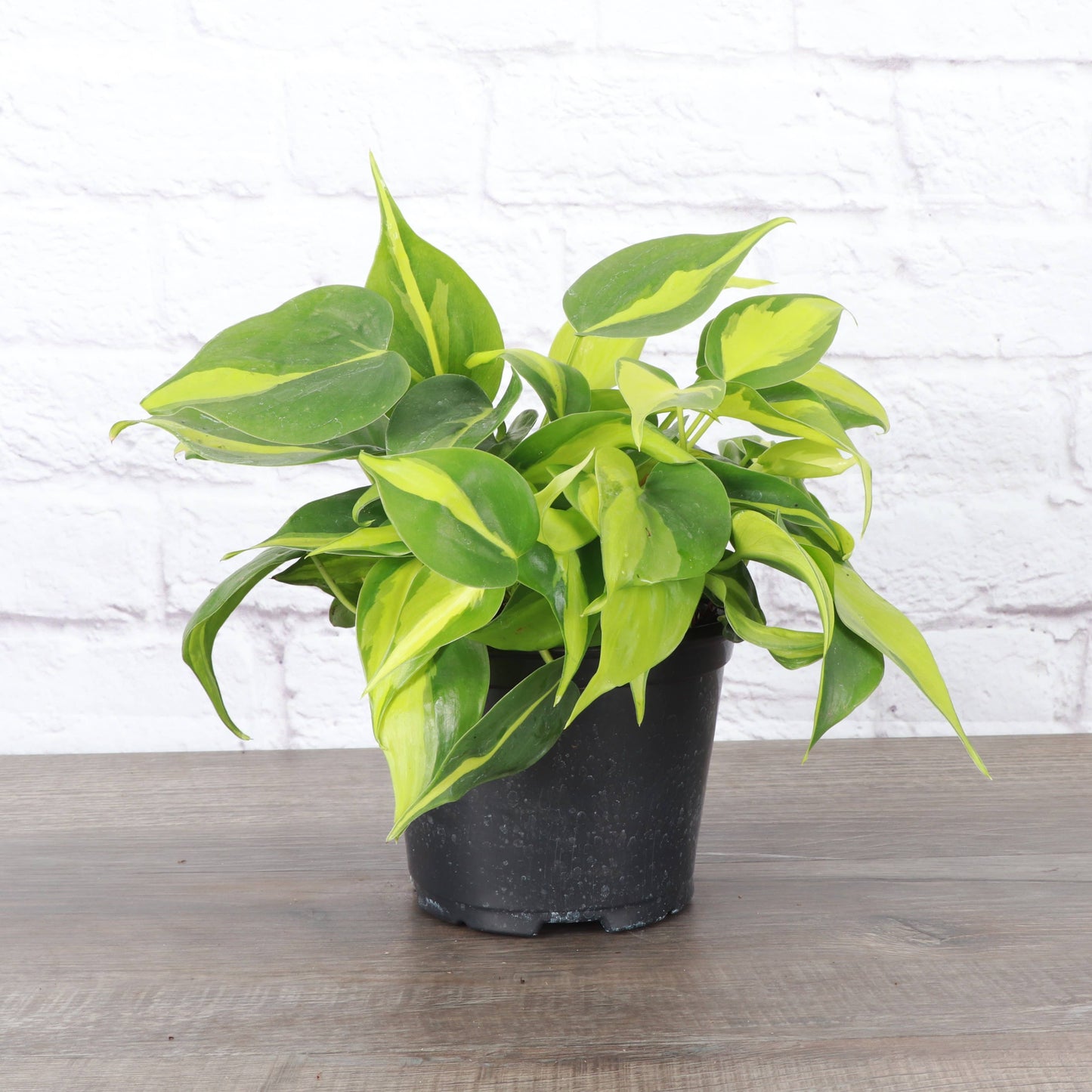 Brazil Philodendron - Live Plant: 3" Pot