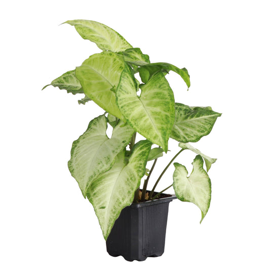 Assorted Butterfly Syngonium - Live Plant: 3" Pot