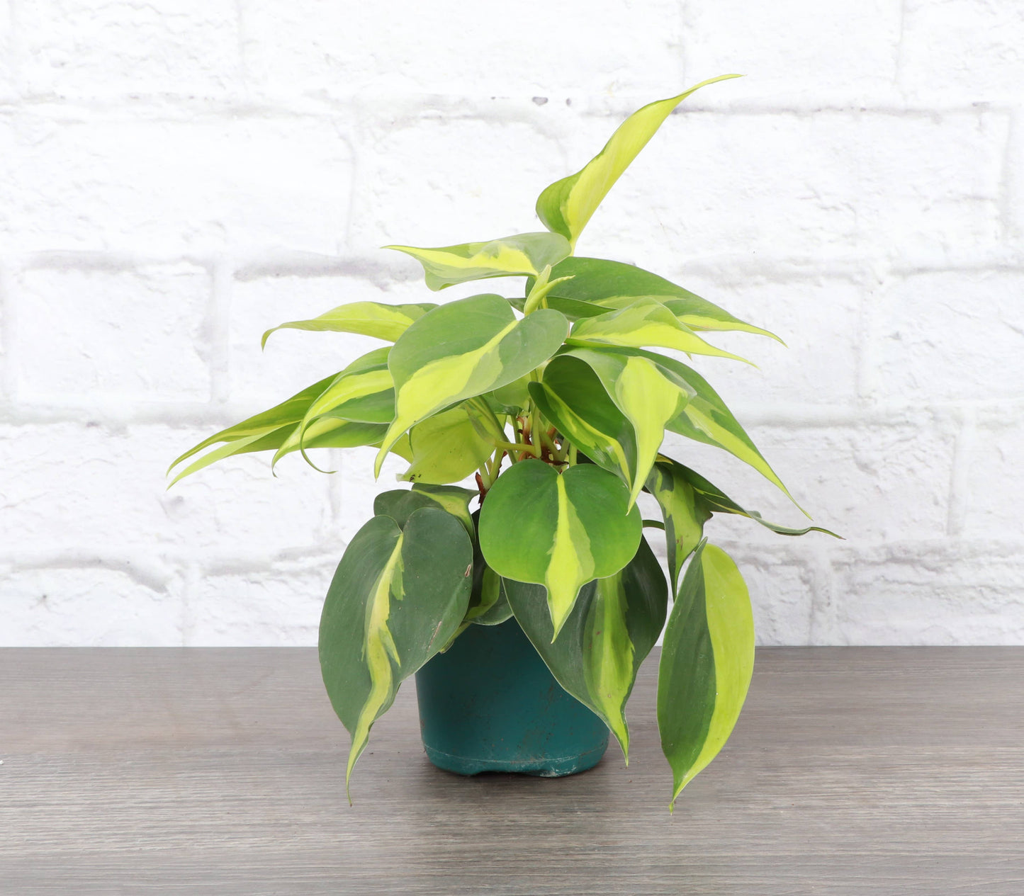 Brazil Philodendron - Live Plant: 3" Pot