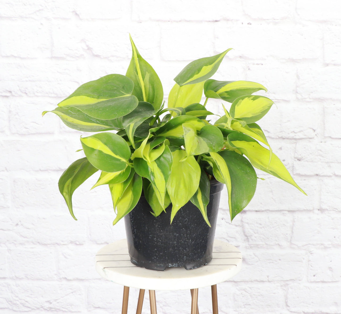 Brazil Philodendron - Live Plant: 3" Pot