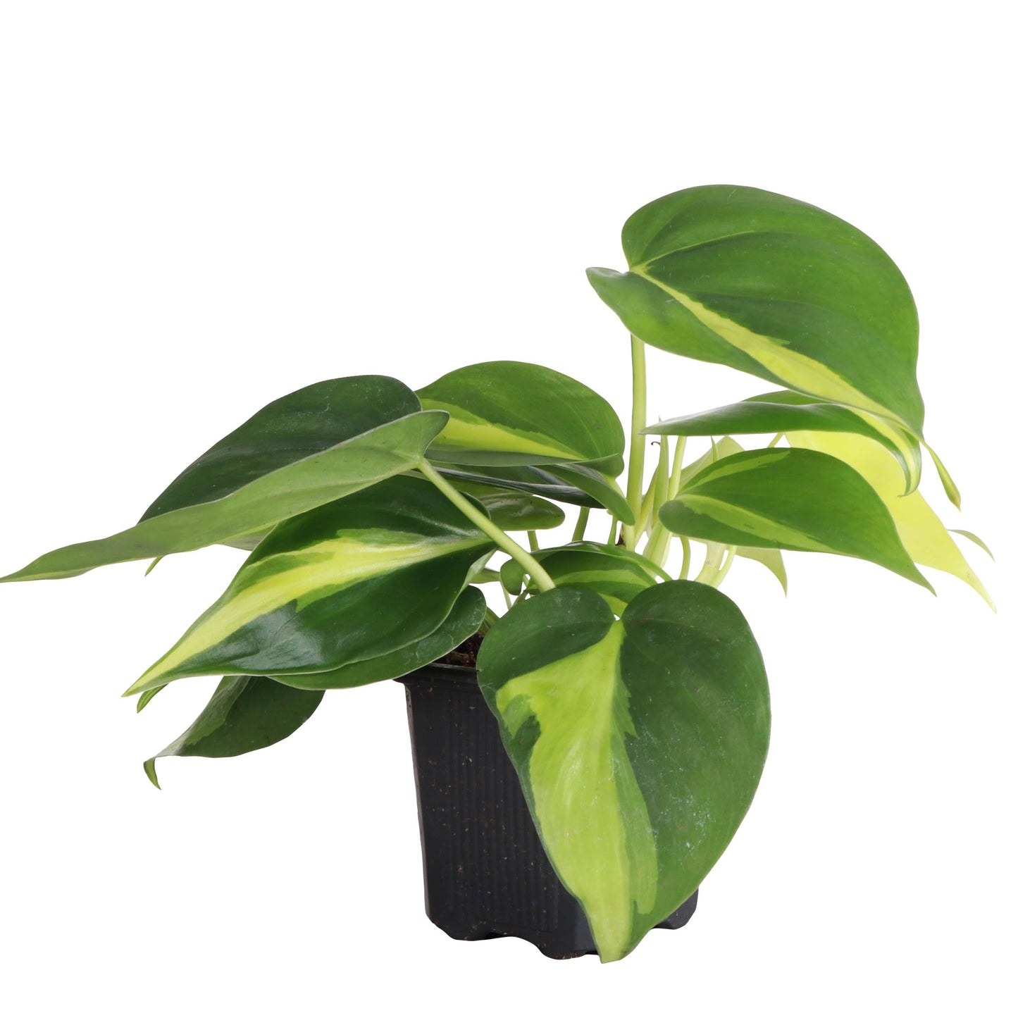 Brazil Philodendron - Live Plant: 3" Pot
