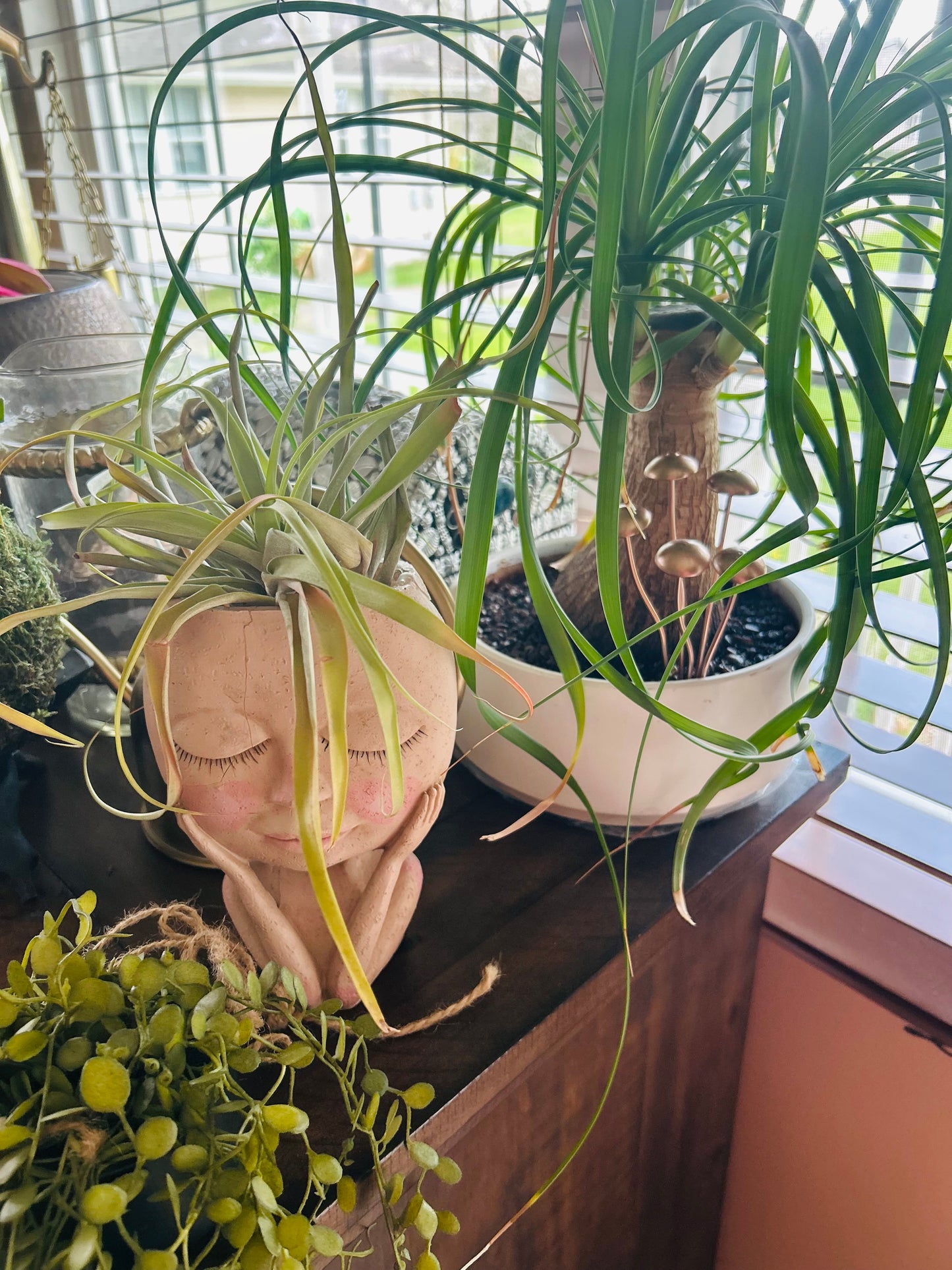 No watering needed—just a fun little fungi to keep your plants company.