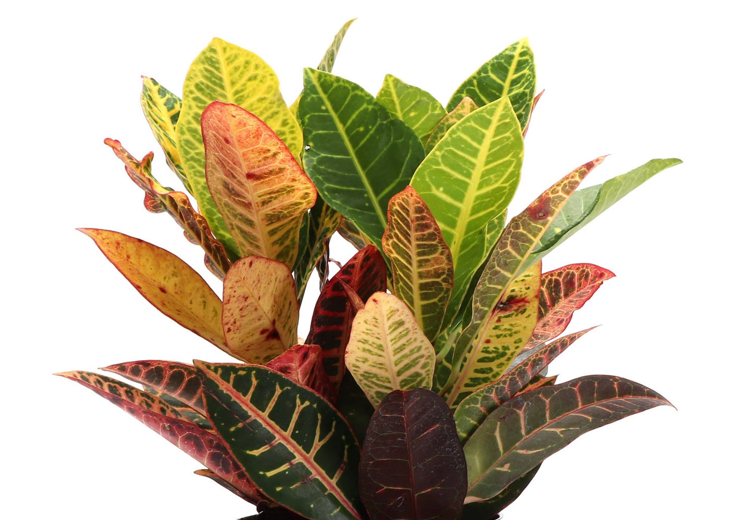 Petra Croton - Live Plant: 3" Pot