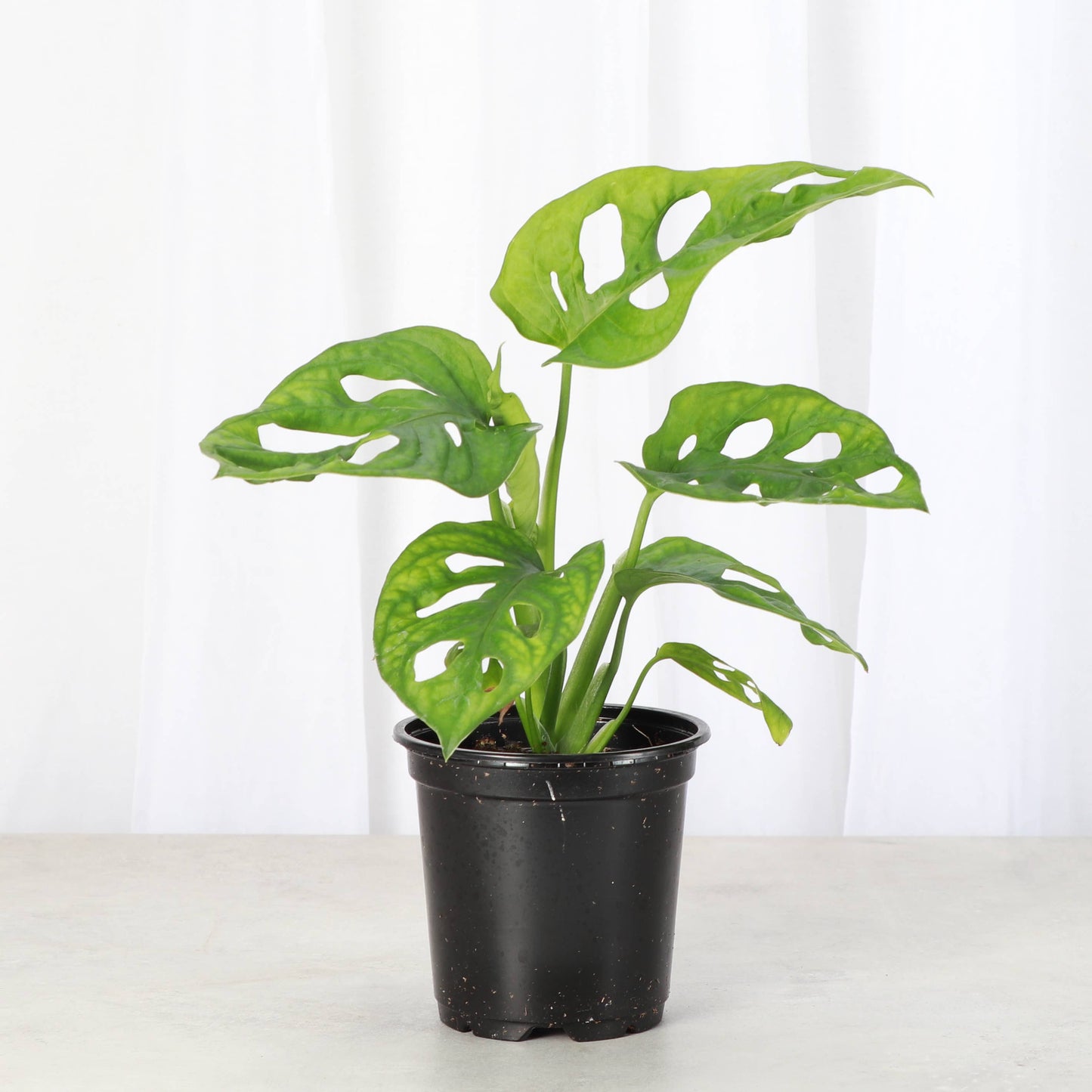 Swiss Cheese Plant, Monstera Adansonii - Live Plant: 4" Pot