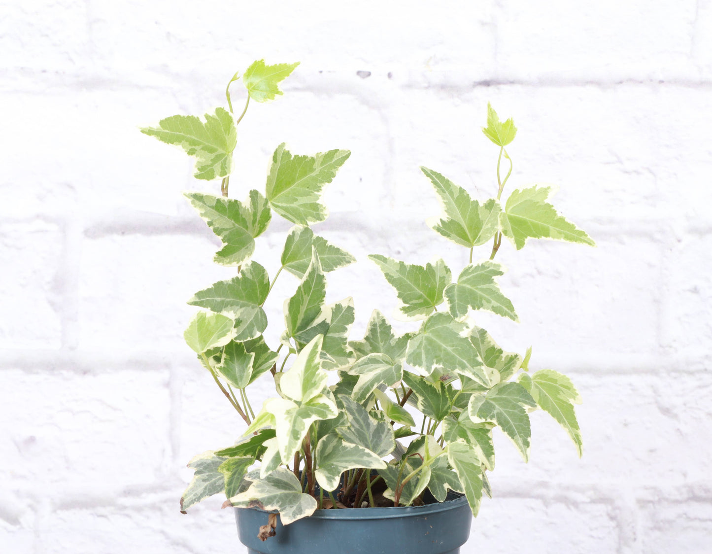 English Ivy - Live Plant: 3" Pot / Green