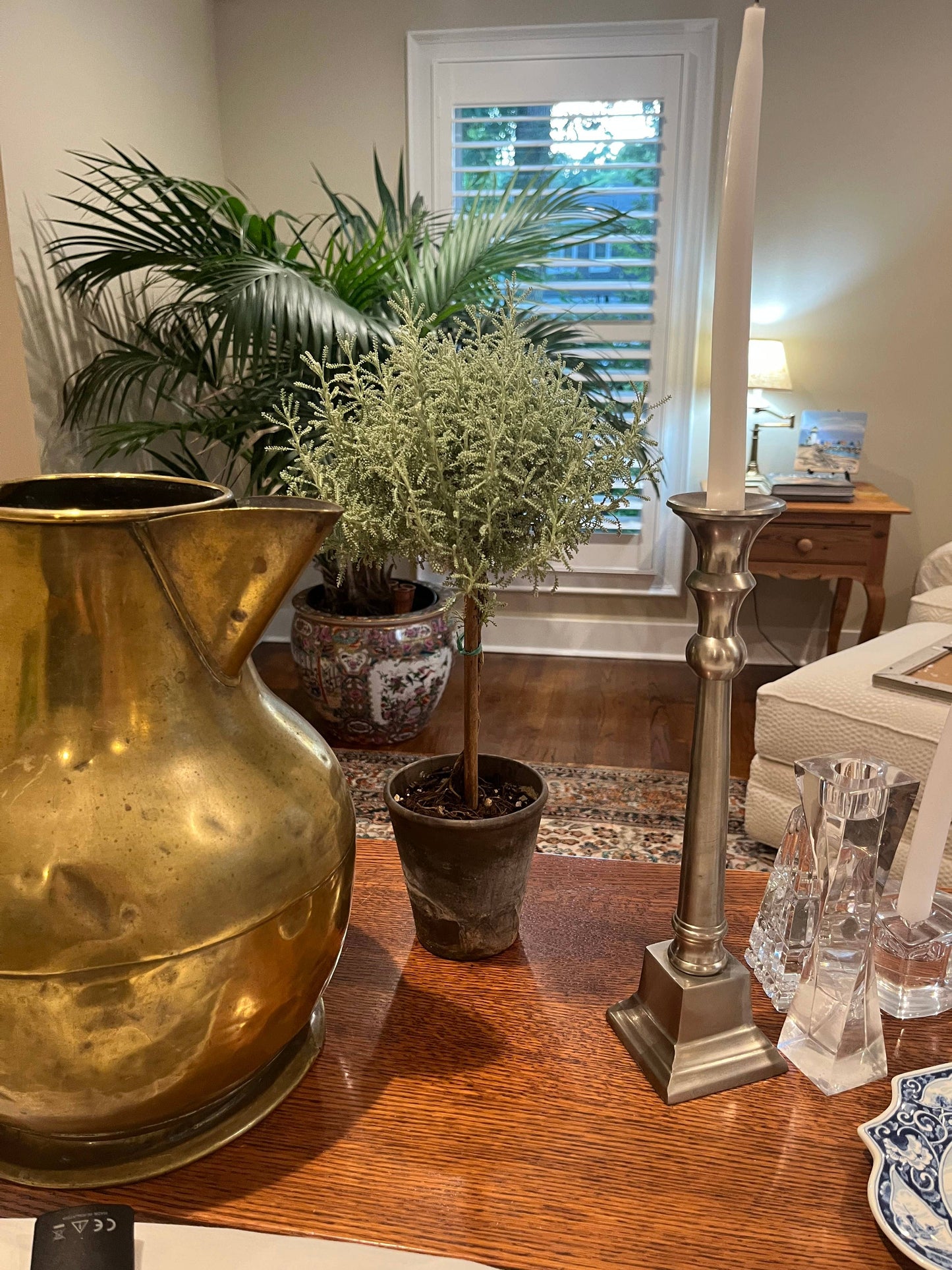 Live Cotton Lavender Topiary in 4 inch pot