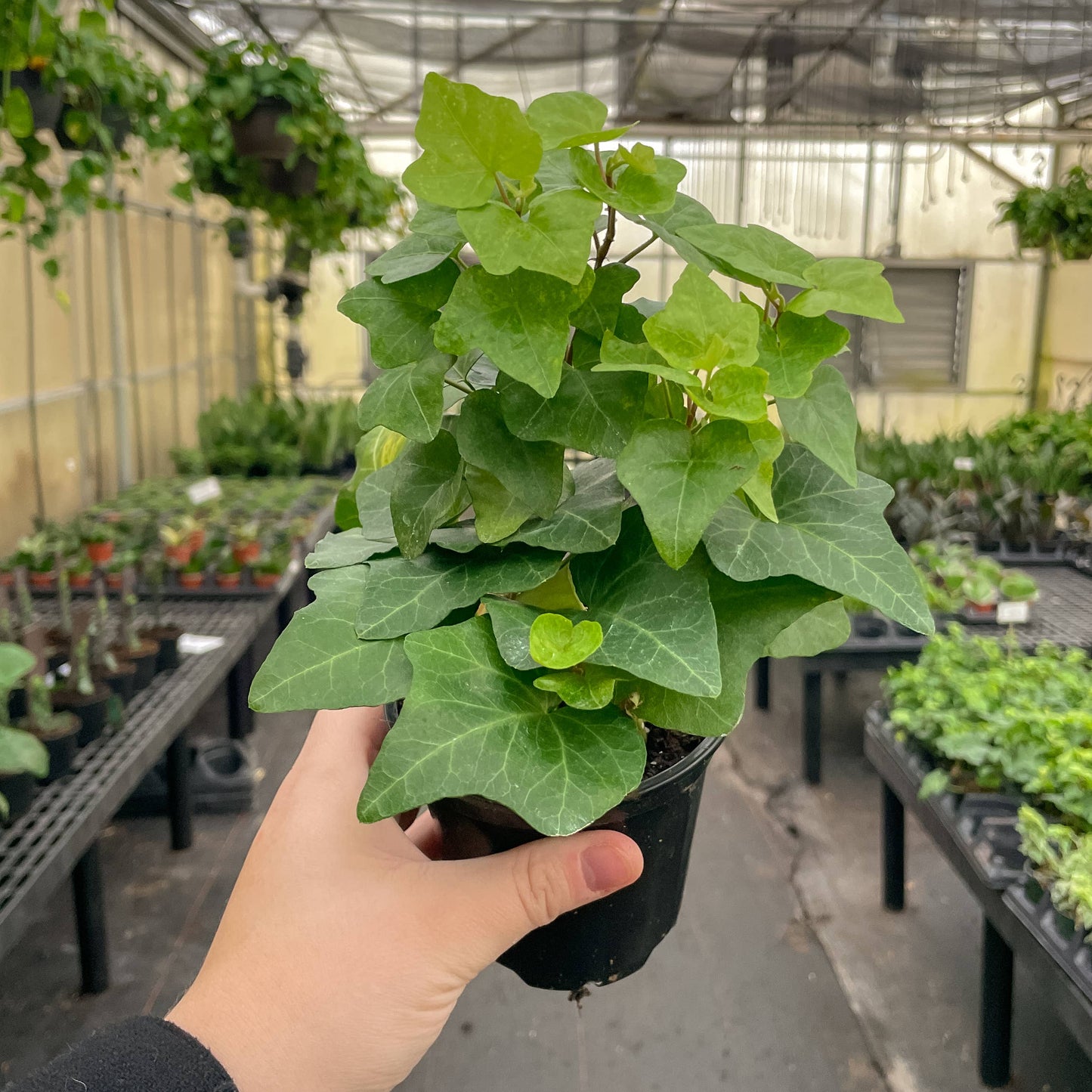 English Ivy - Live Plant: 3" Pot / Green