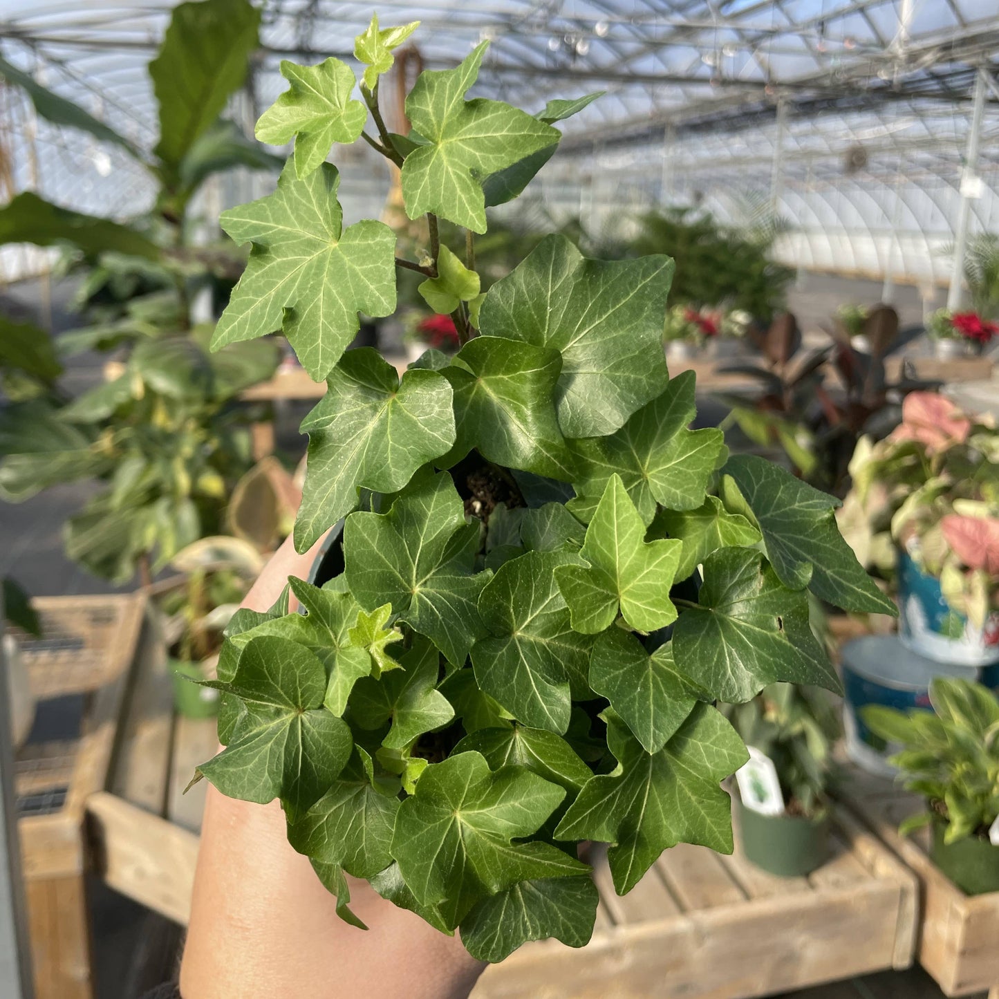 English Ivy - Live Plant: 3" Pot / Green