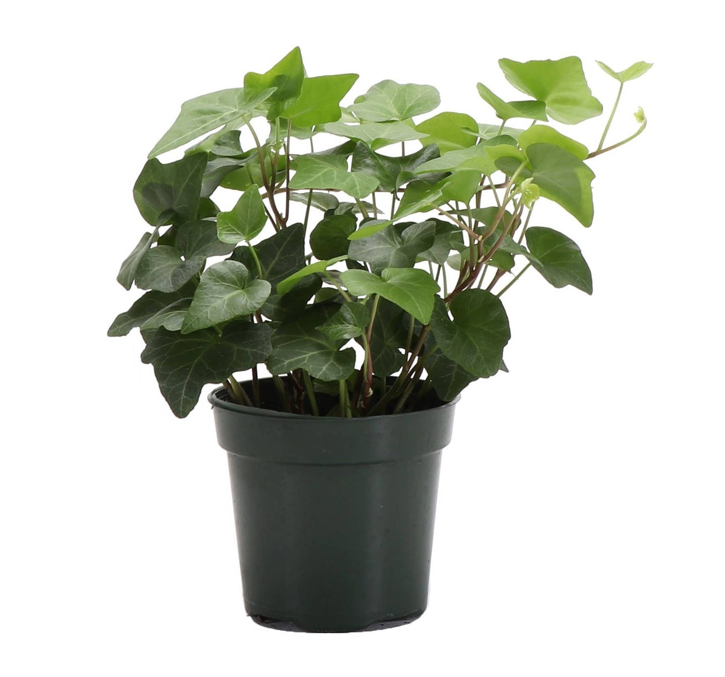 English Ivy - Live Plant: 3" Pot / Green