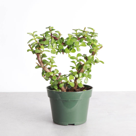 Jade Heart Bonsai -  Live Plant: 4" Pot