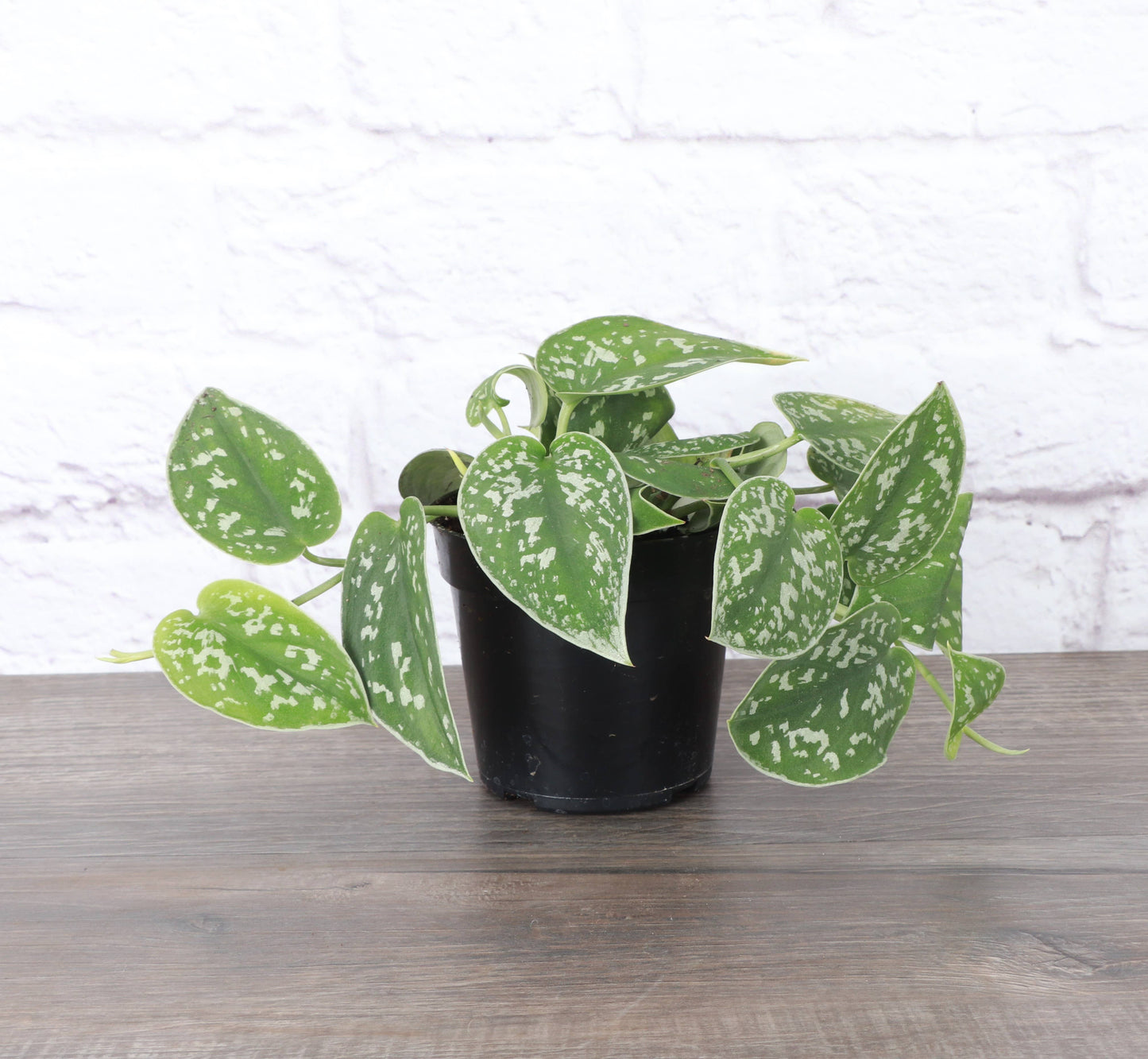 Satin Pothos, Scindapsus Pictus - Live Plant: 3" Pot