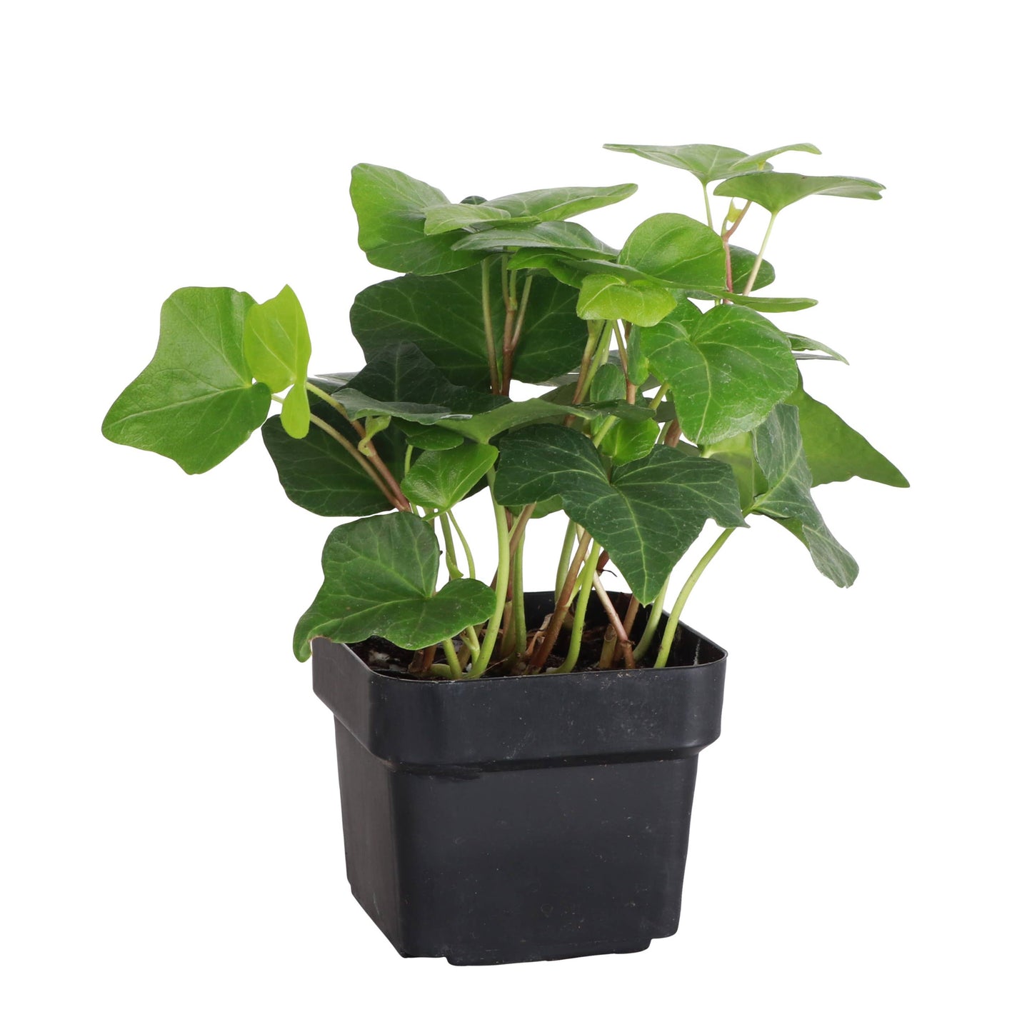 English Ivy - Live Plant: 3" Pot / Green