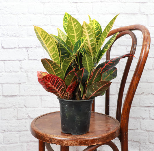 Petra Croton - Live Plant: 3" Pot