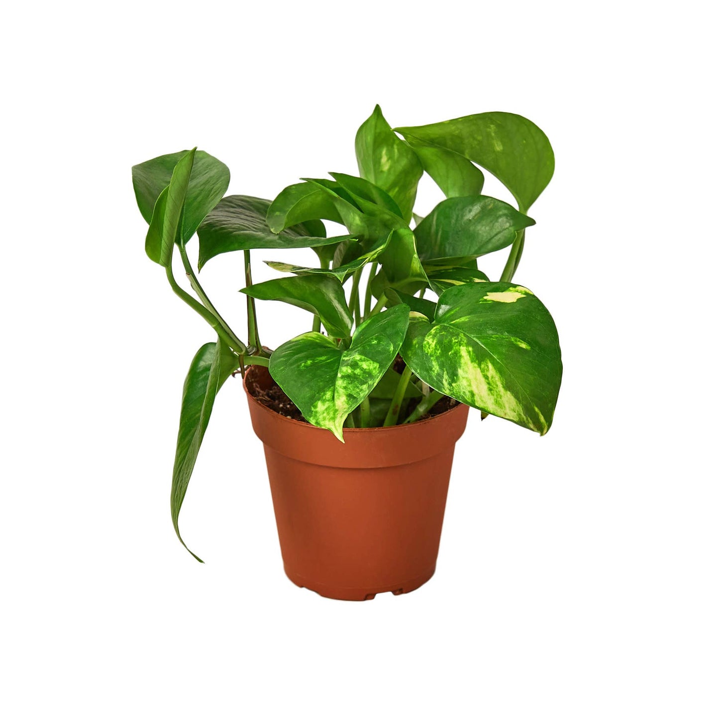 POTHOS GOLDEN 4-inch