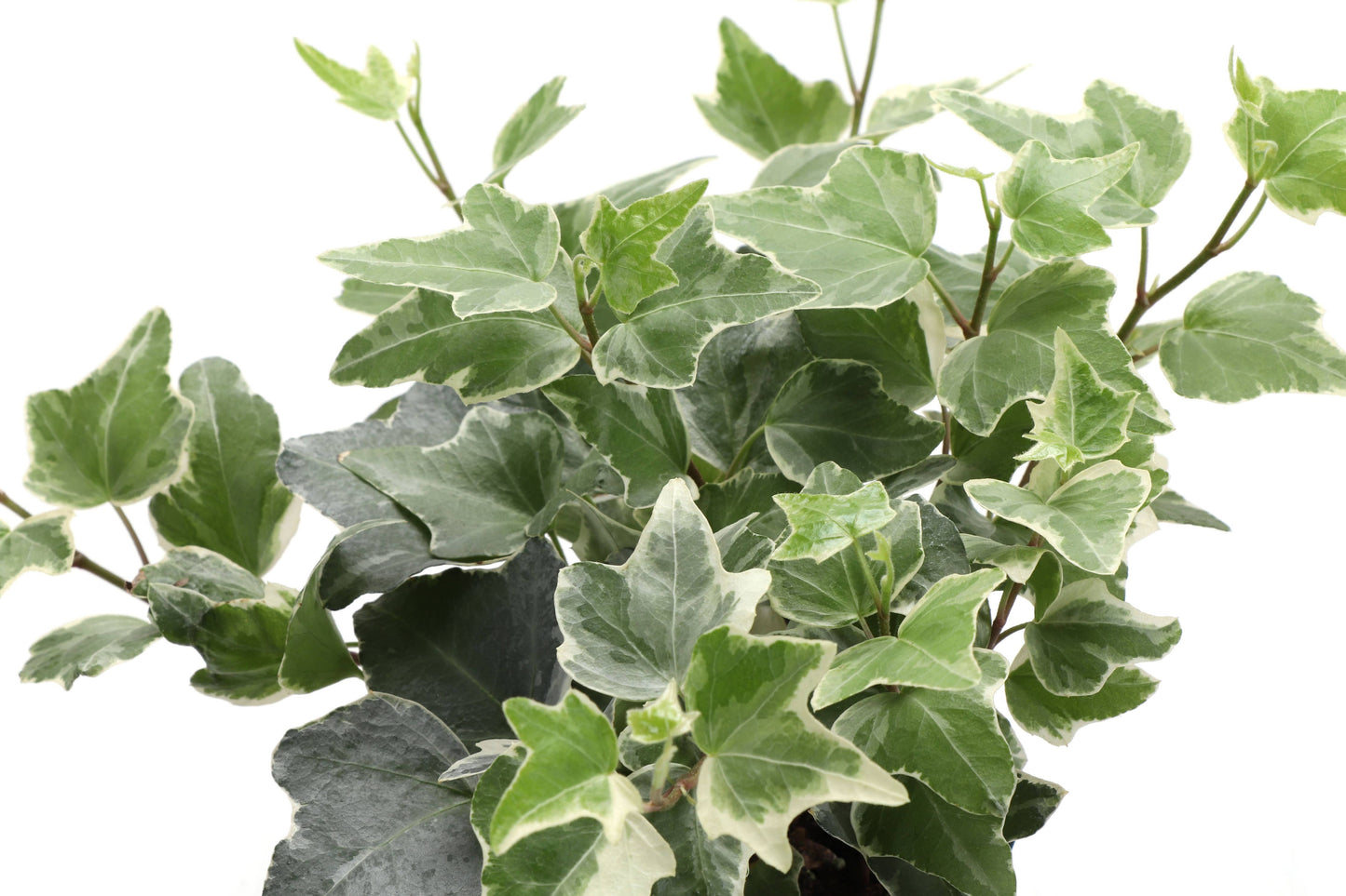English Ivy - Live Plant: 3" Pot / Green