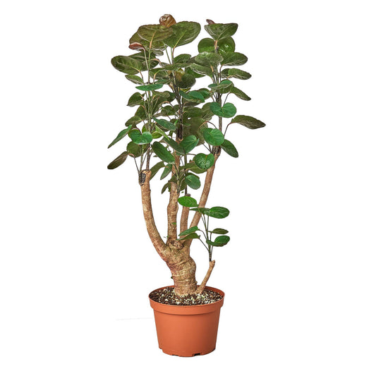 ARALIA FABIAN STUMP 6-inch