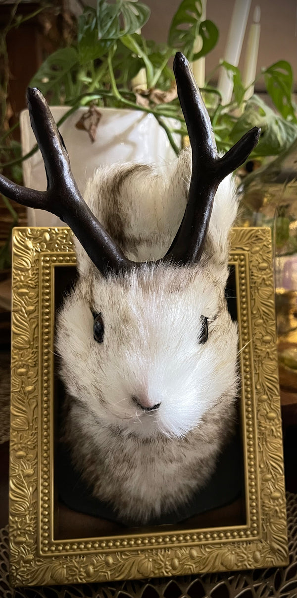 Charming Framed Jackalope Head Art