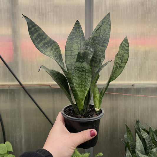 Snake 'Zeylancia',  Snake Plant - Live Plant: 4" Pot