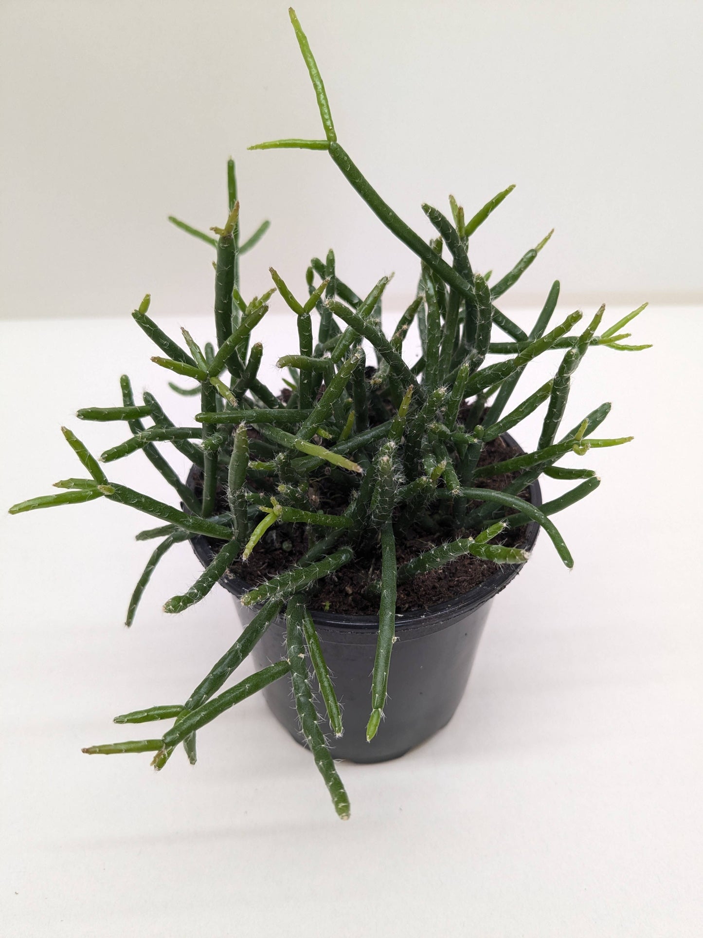 Succulent Cactus 'Mistletoe' - 4" Pot: 4" Pot