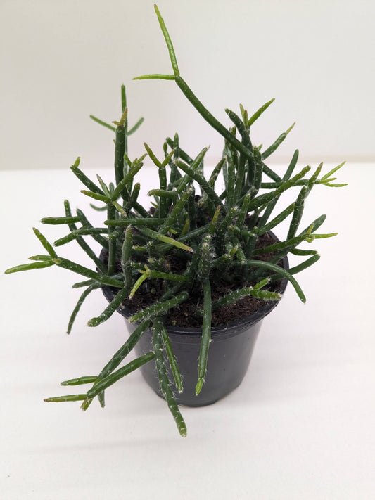 Succulent Cactus 'Mistletoe' - 4" Pot: 4" Pot