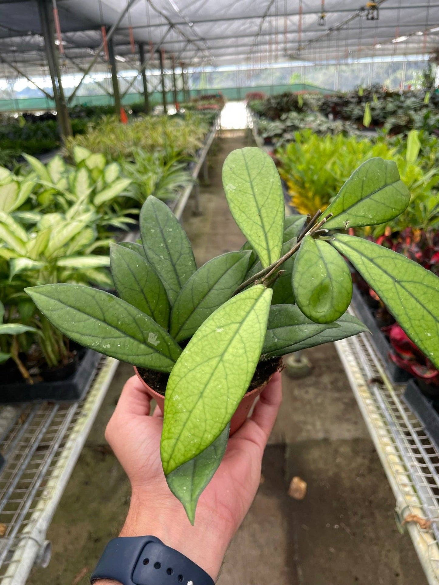 Hoya 'Crassipetiolata' - 4" Pot