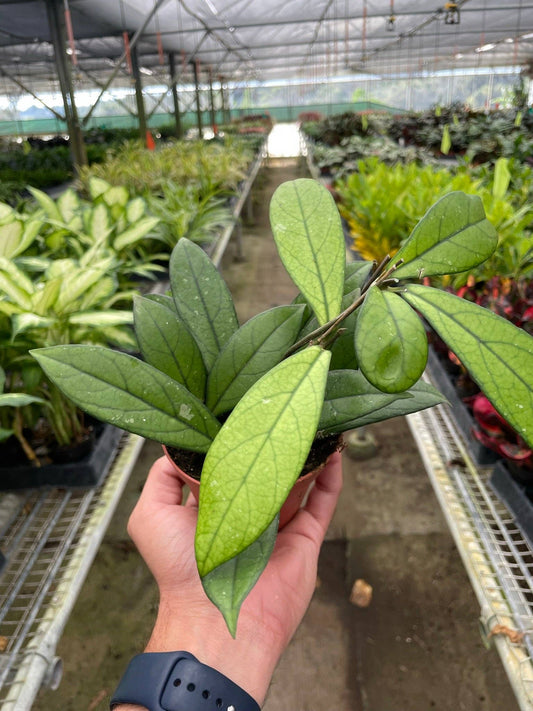 Hoya 'Crassipetiolata' - 4" Pot