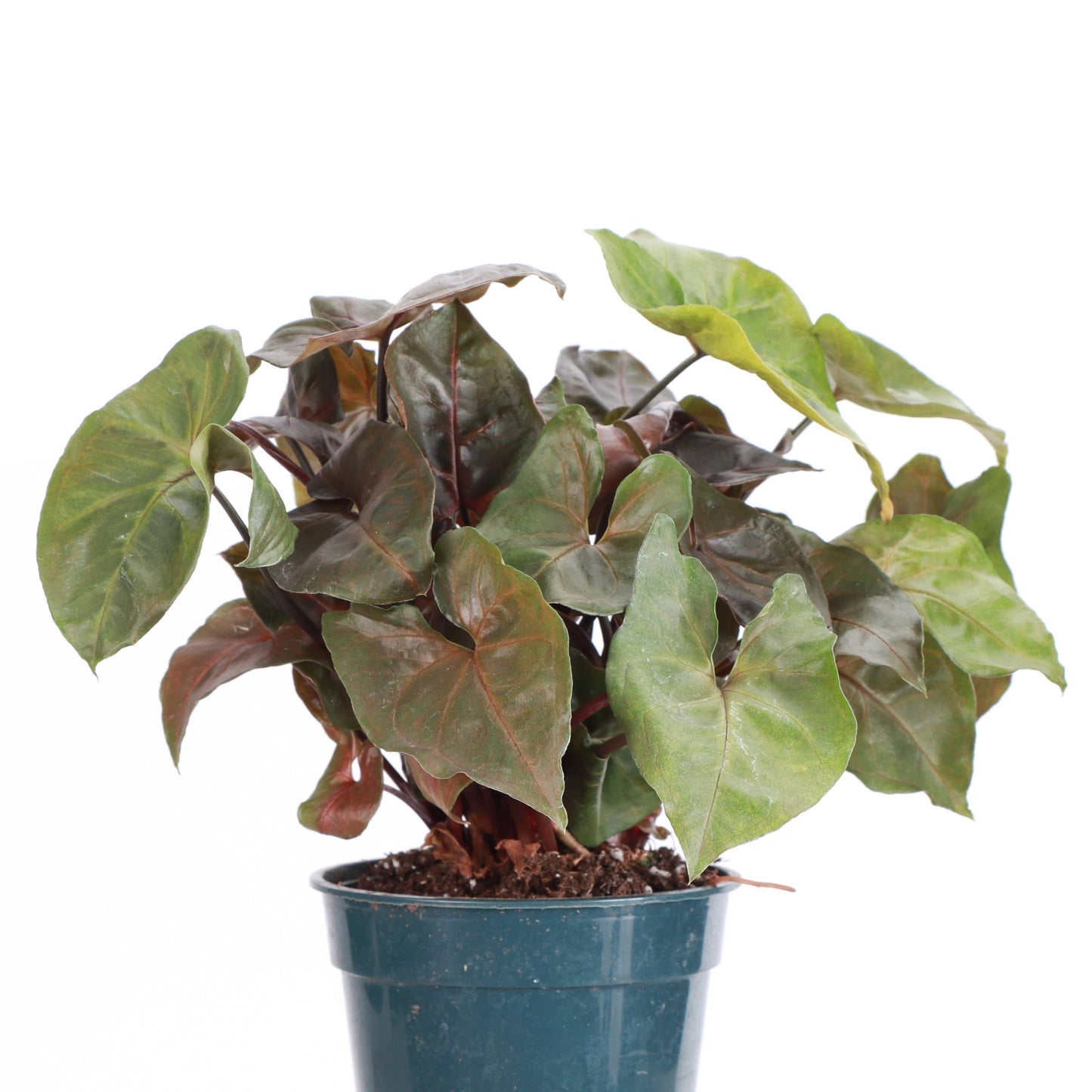Maria Bronze Syngonium - 4" Live Plant