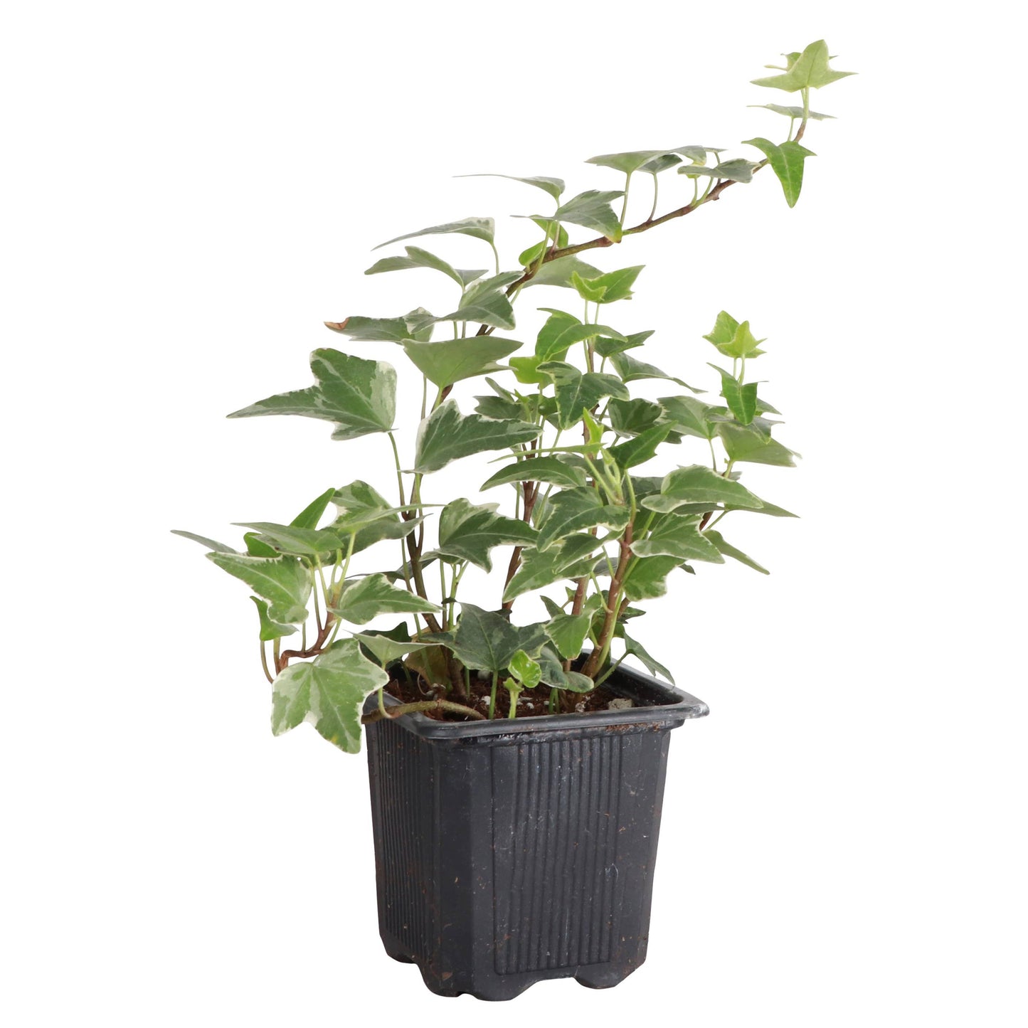 English Ivy - Live Plant: 3" Pot / Green