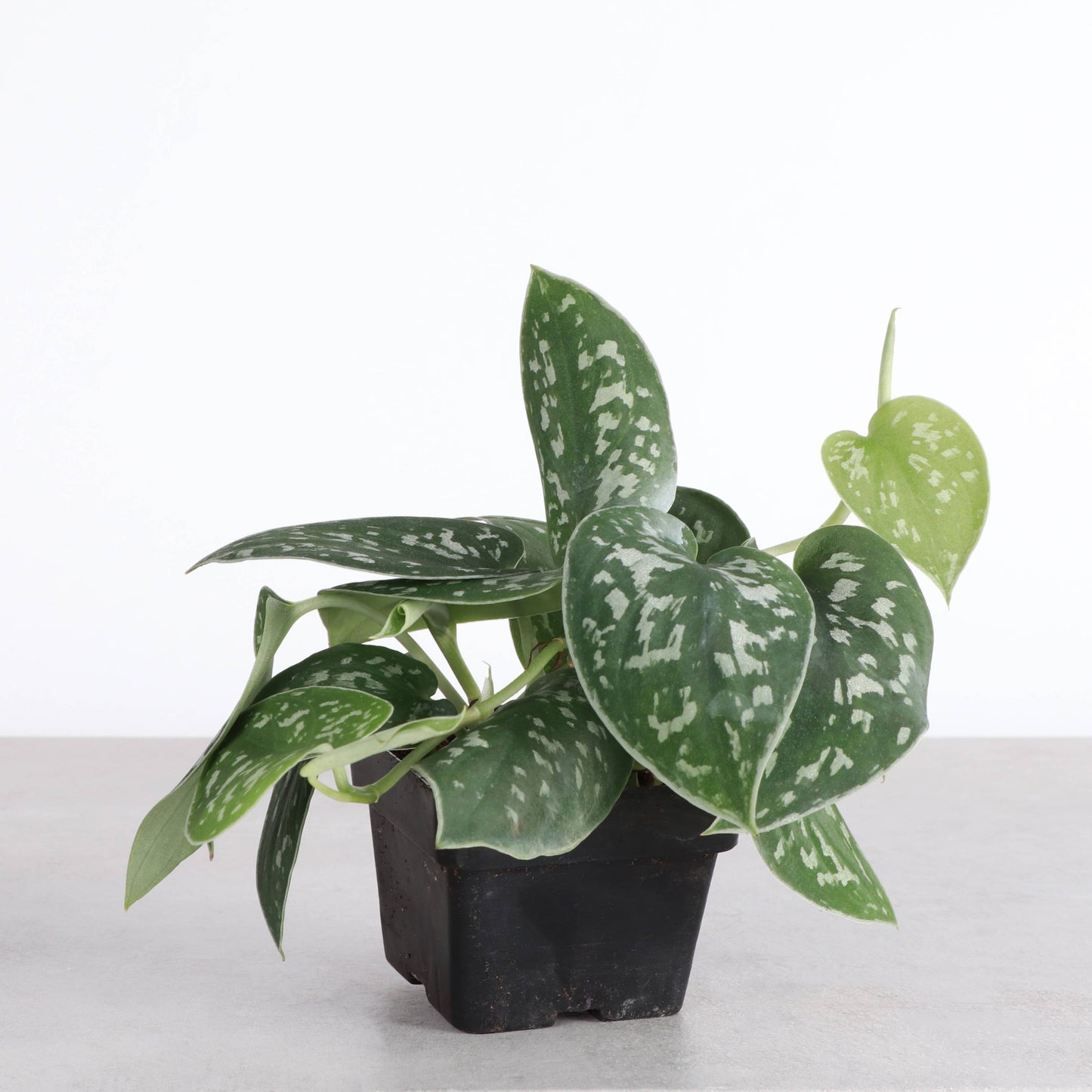 Satin Pothos, Scindapsus Pictus - Live Plant: 3" Pot