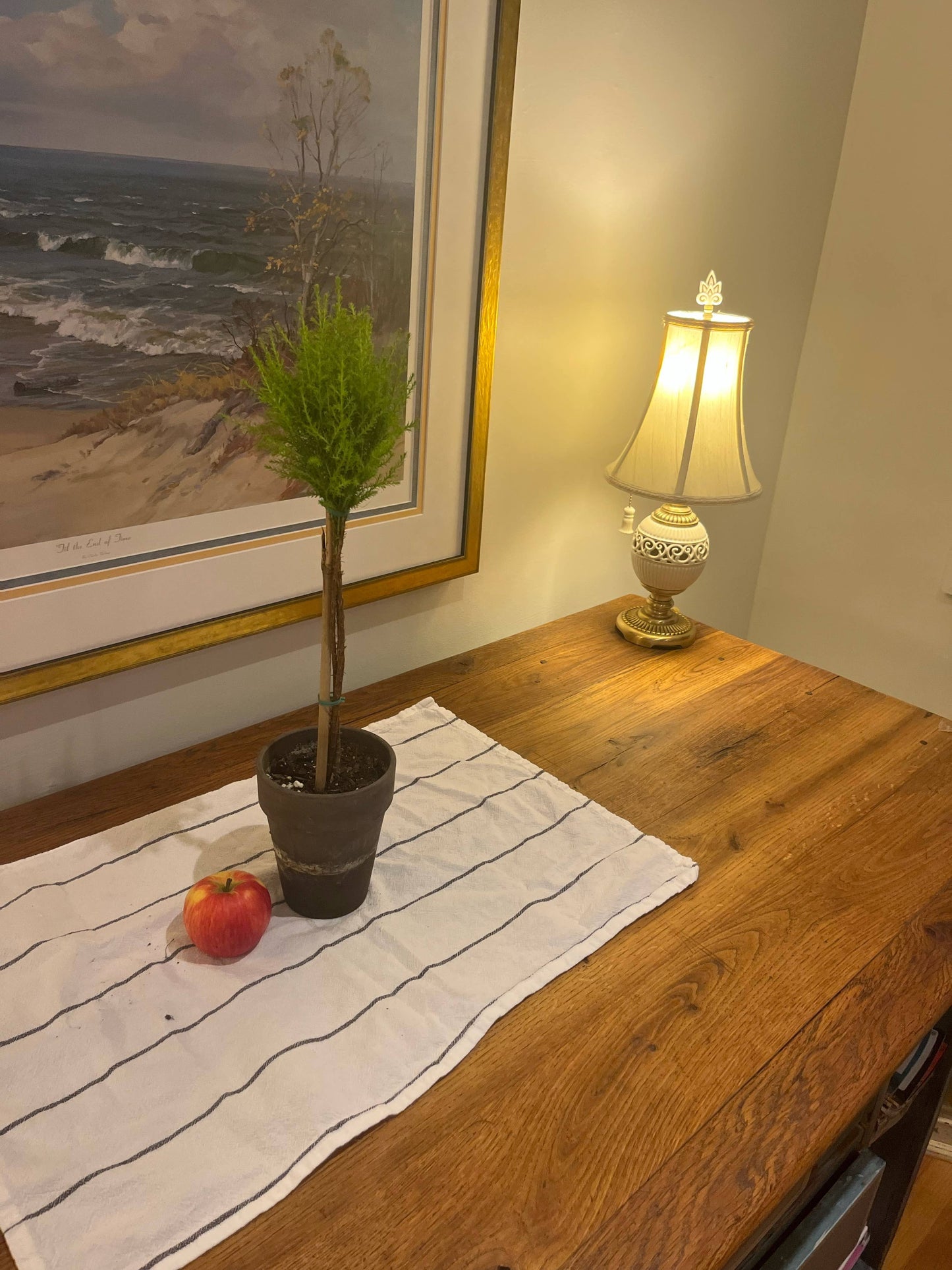 Live Lemon Cypress Topiary in 5 inch pot