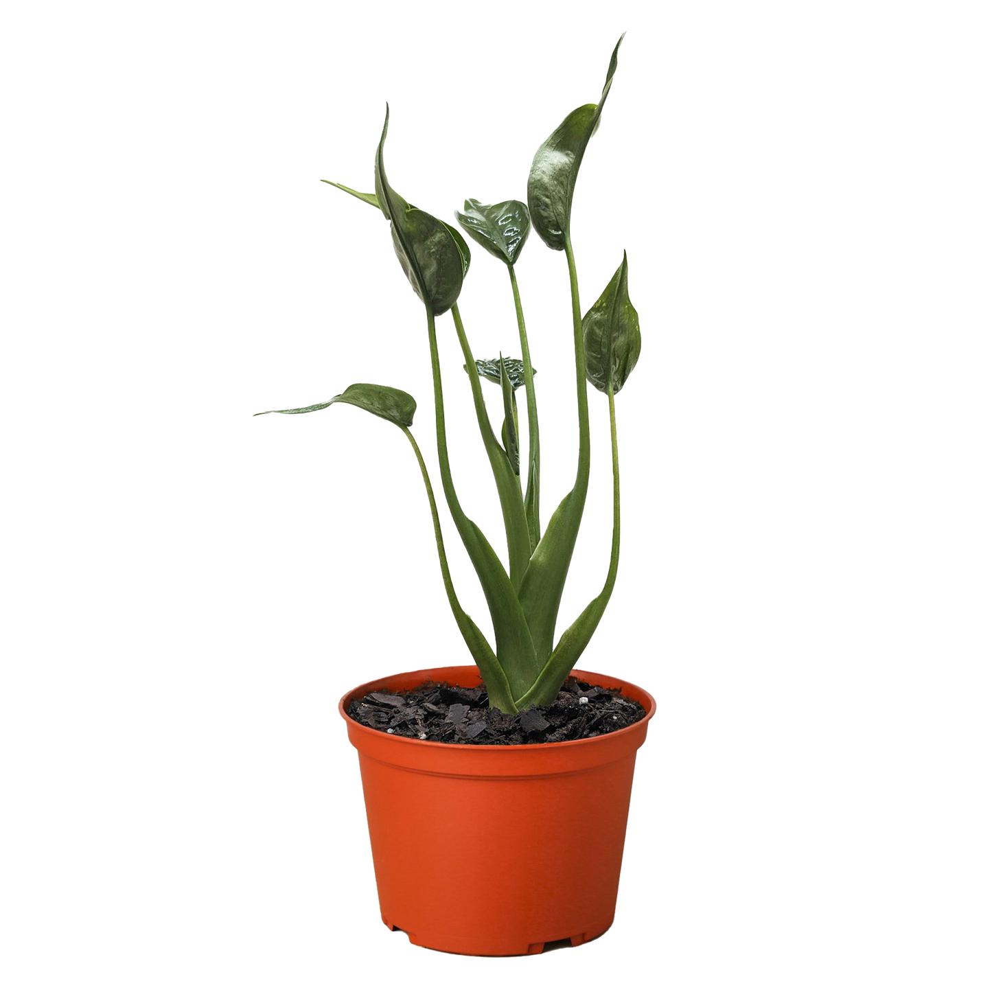 Alocasia 'Tiny Dancer' - 6" Pot