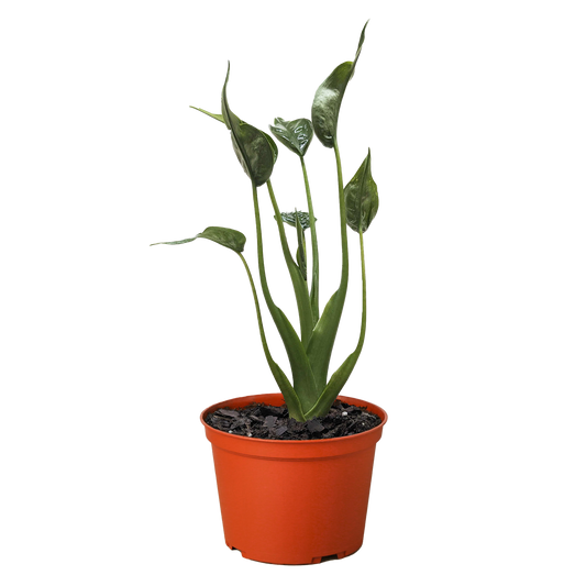 Alocasia 'Tiny Dancer' - 6" Pot