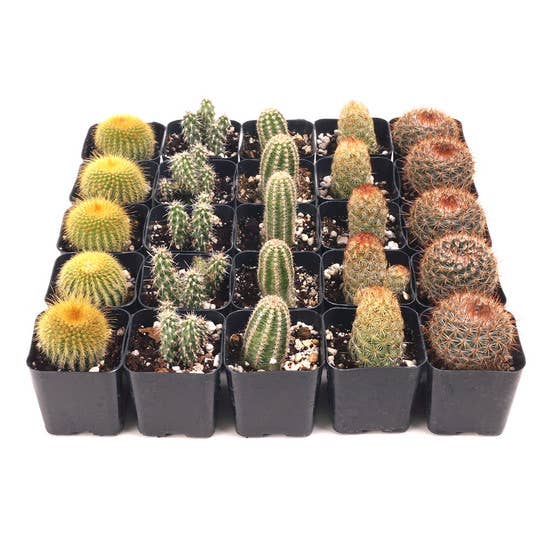 Cactus Bulk 25-Pack (5 Varieties, 2" Pots)