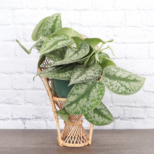 Scindapsus Exotica, Satin Pothos - Live Plant: 4" Pot