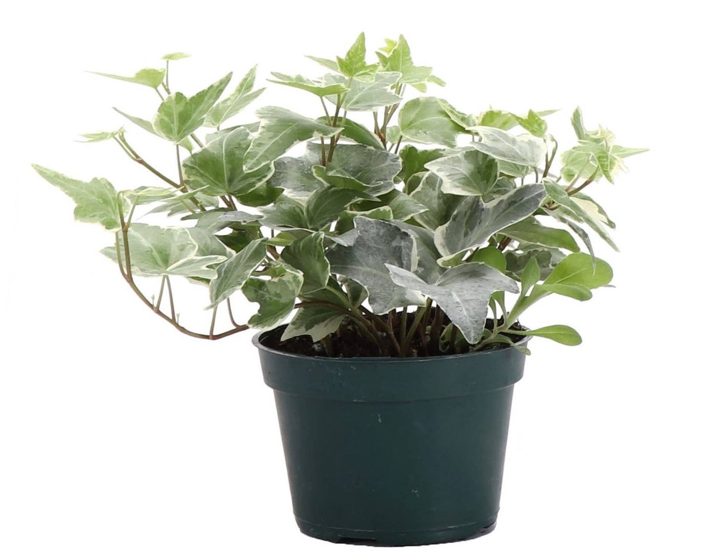 English Ivy - Live Plant: 3" Pot / Green