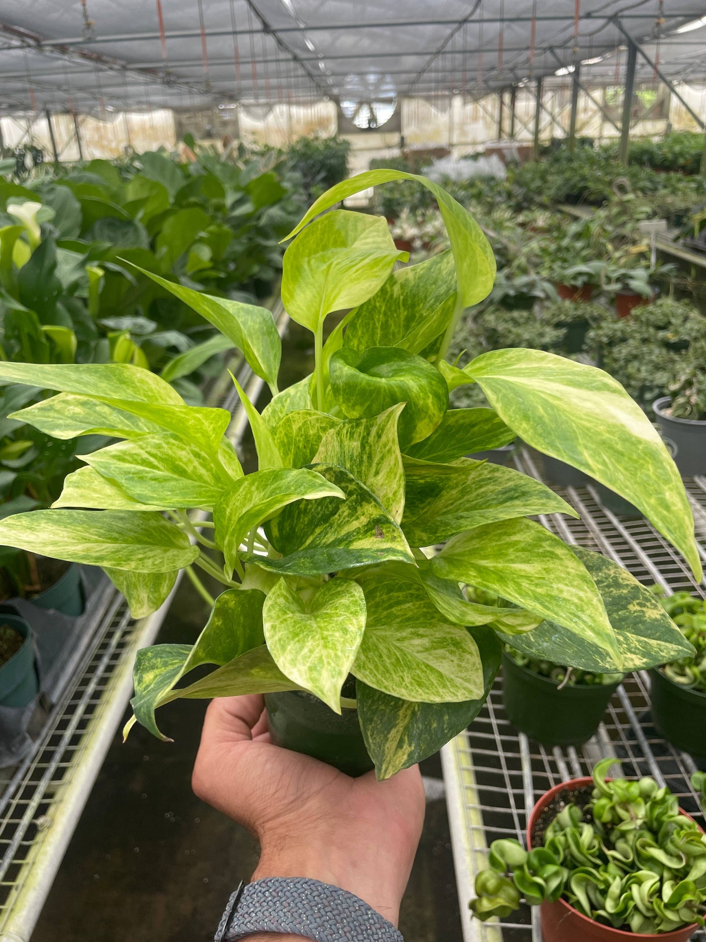 Pothos 'Neon Queen' - 4" Pot