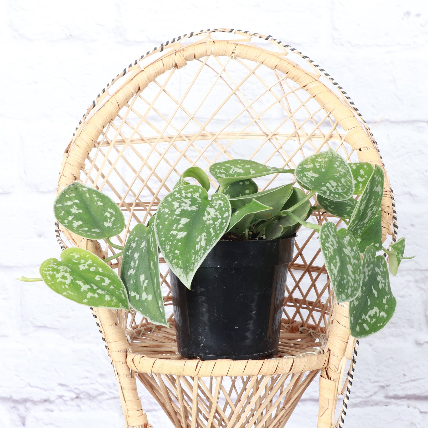 Satin Pothos, Scindapsus Pictus - Live Plant: 3" Pot