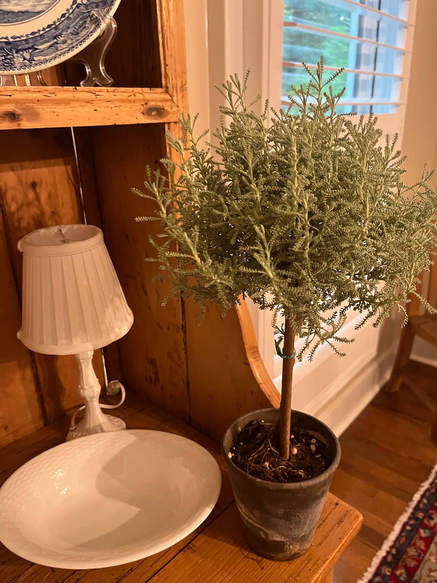 Live Cotton Lavender Topiary in 4 inch pot